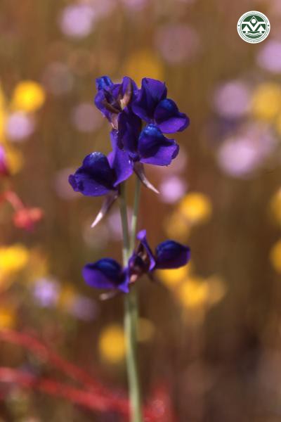 Utricularia delphinioides
