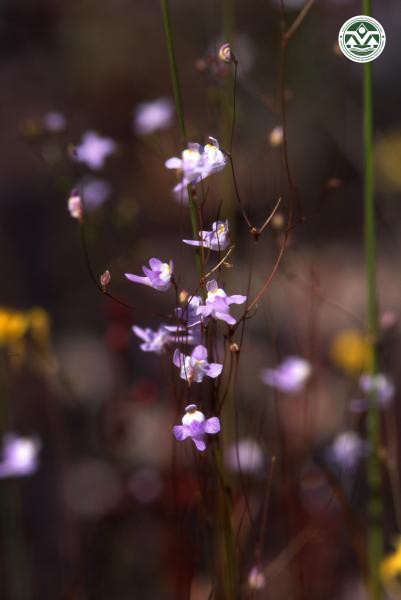 Utricularia minutissima