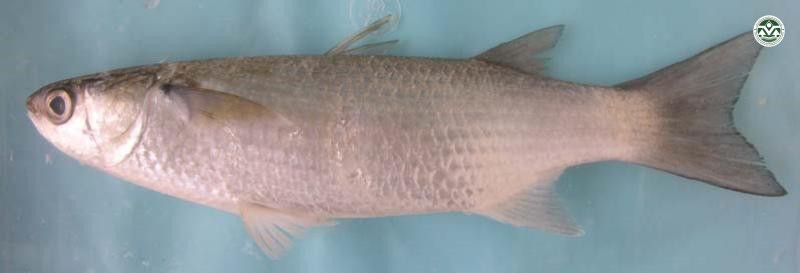 Valamugil buchanani