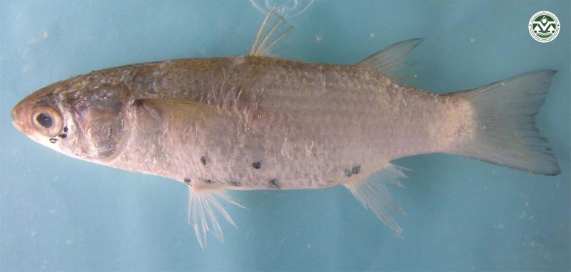 Valamugil engeli