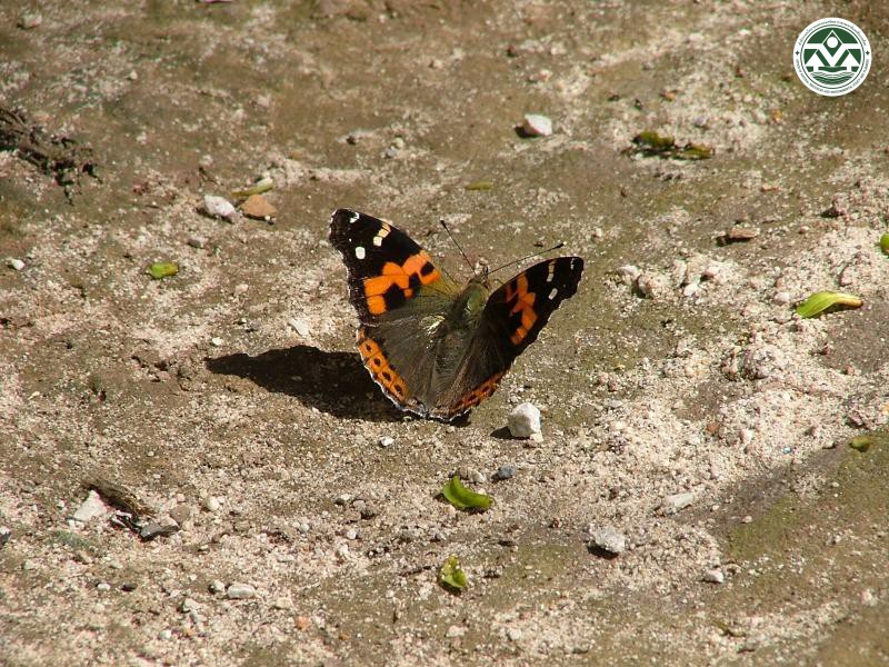 Vanessa indica