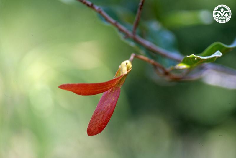 Vatica odorata