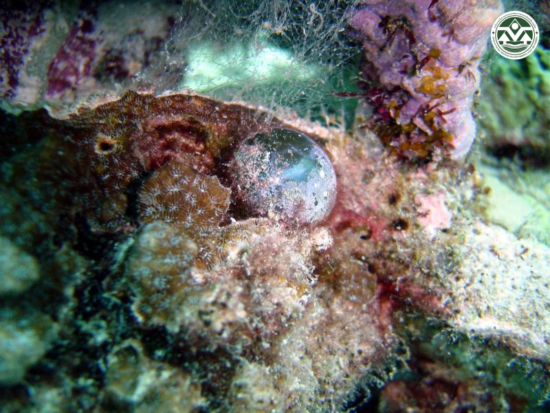 Ventricaria ventricosa