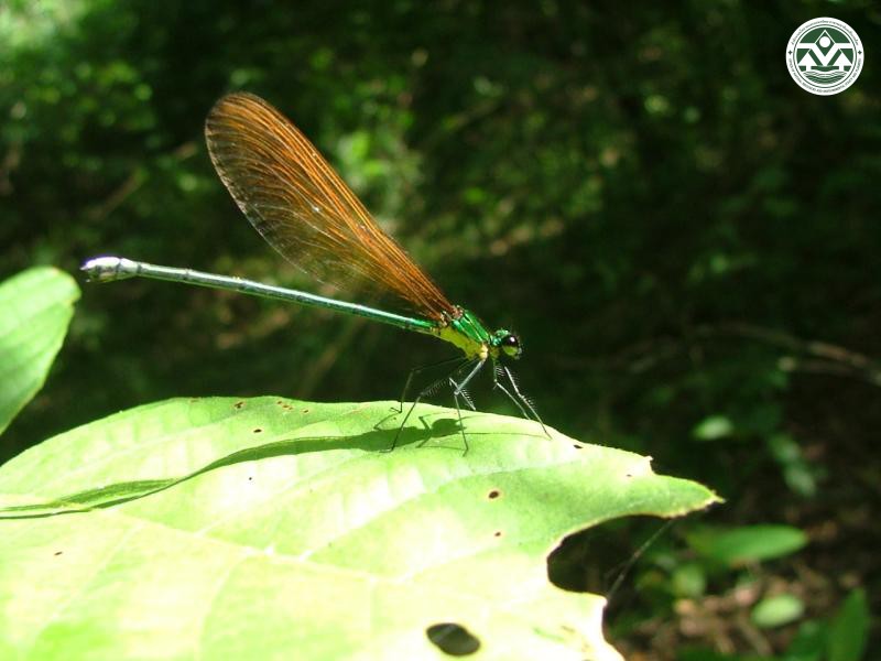Vestalis gracilis