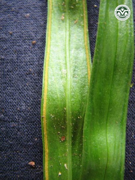 Vittaria amboinensis