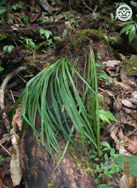 Vittaria flexuosa