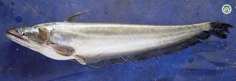 Wallago attu