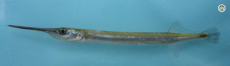 Xenentodon canciloides