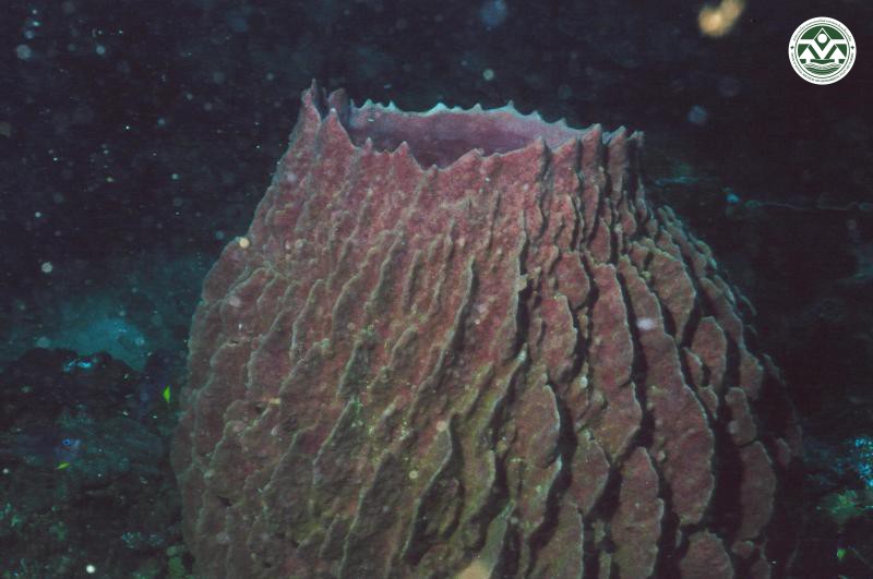 Xestospongia testudinaria