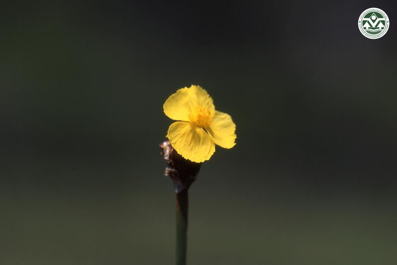 Xyris pauciflora