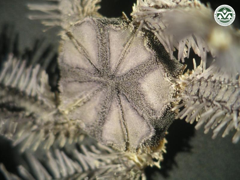 Macrophiothrix aspidota