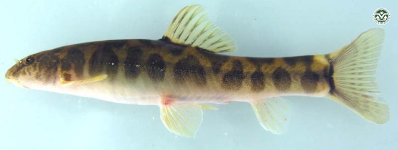 Schistura spilota