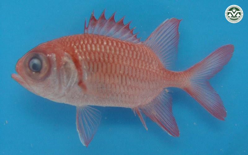 Myripristis murdjan