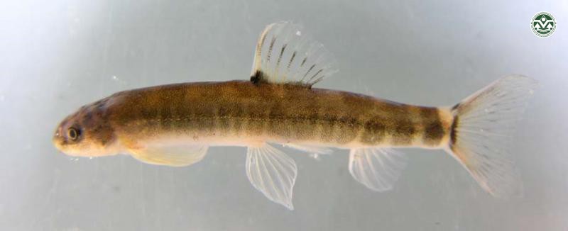 Schistura poculi