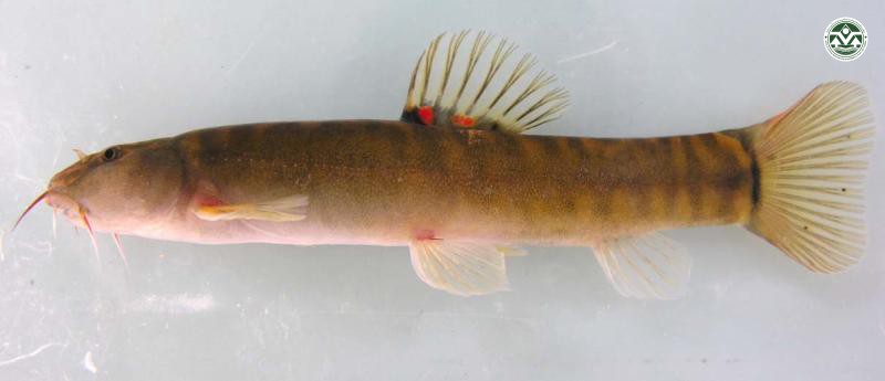 Schistura waltoni