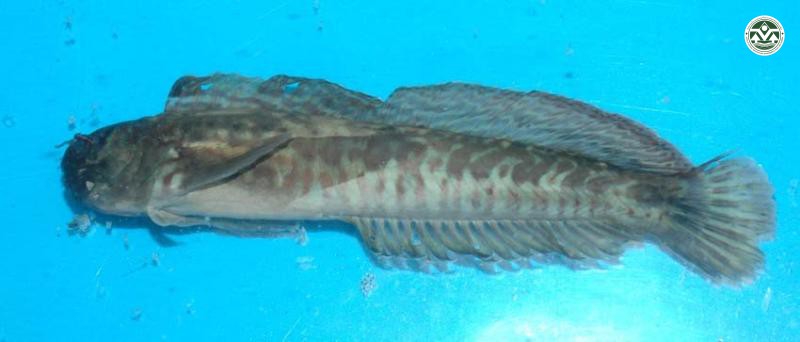 Istiblennius dussumieri