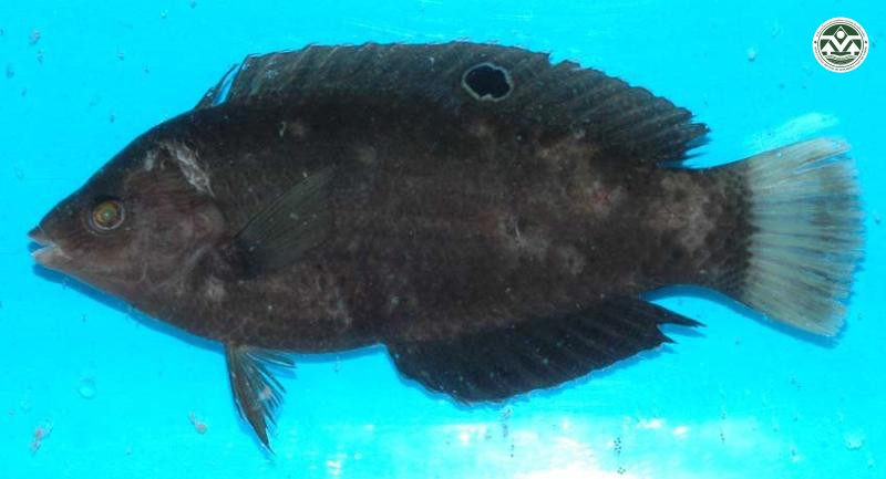 Halichoeres marginatus
