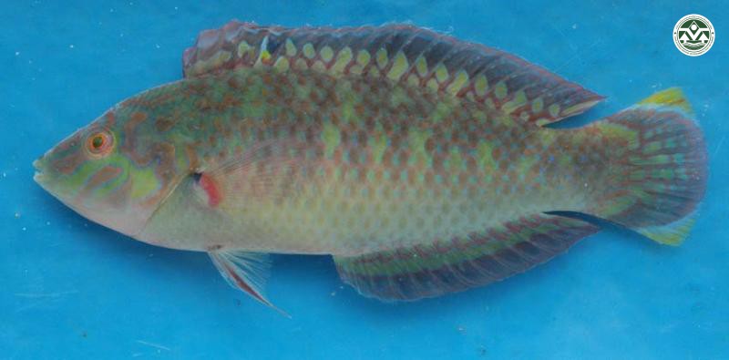 Halichoeres dussumieri