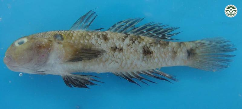 Yongeichthys nebulosus