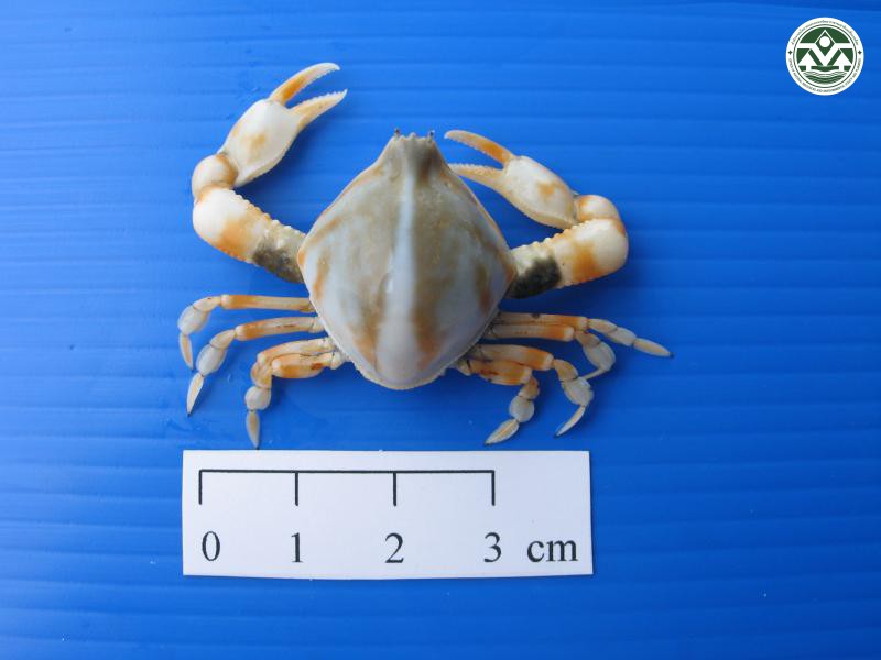 Leucosia craniolaris