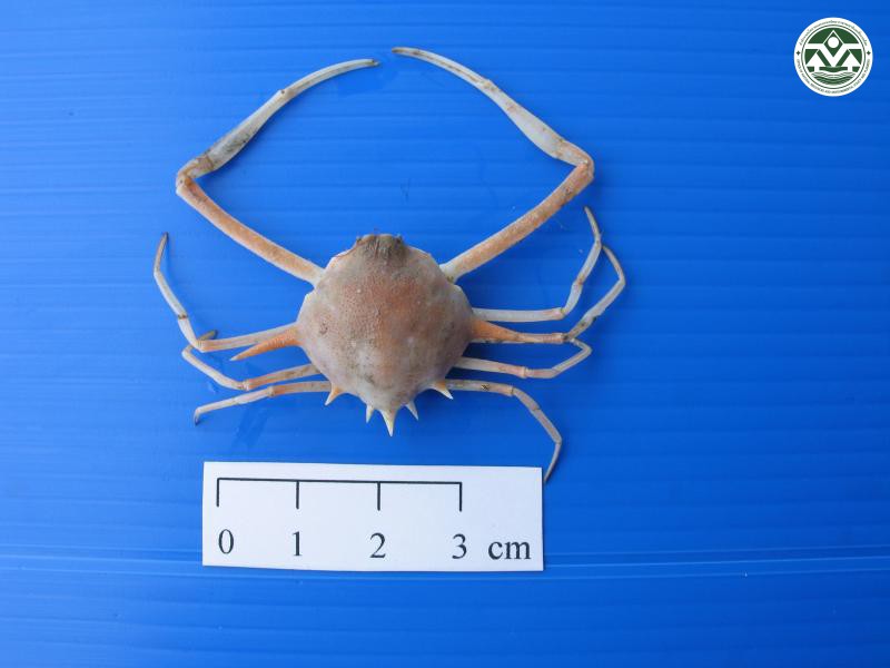 Arcania septemspinosa