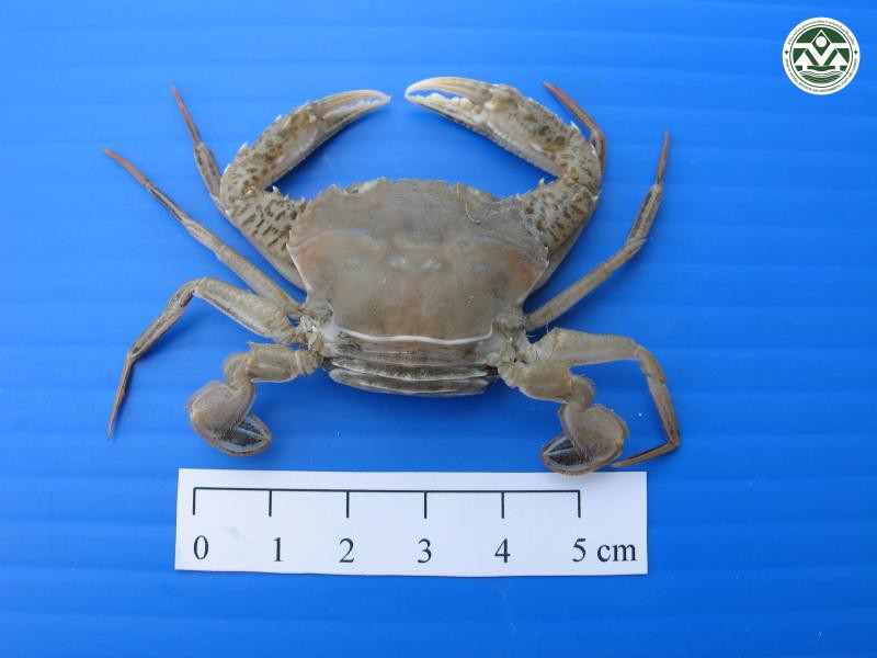 Charybdis truncata