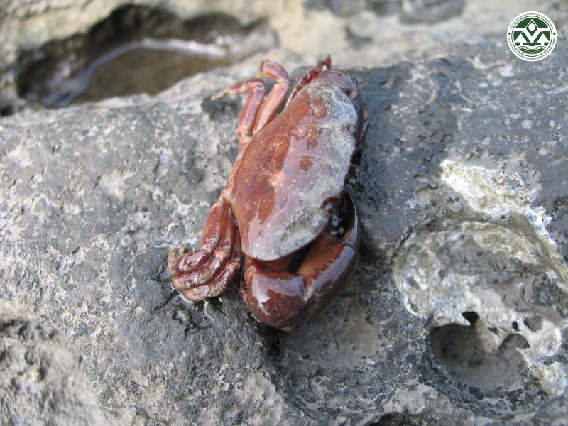Epixanthus frontalis