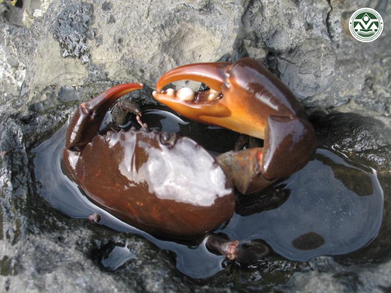 Ozius guttatus