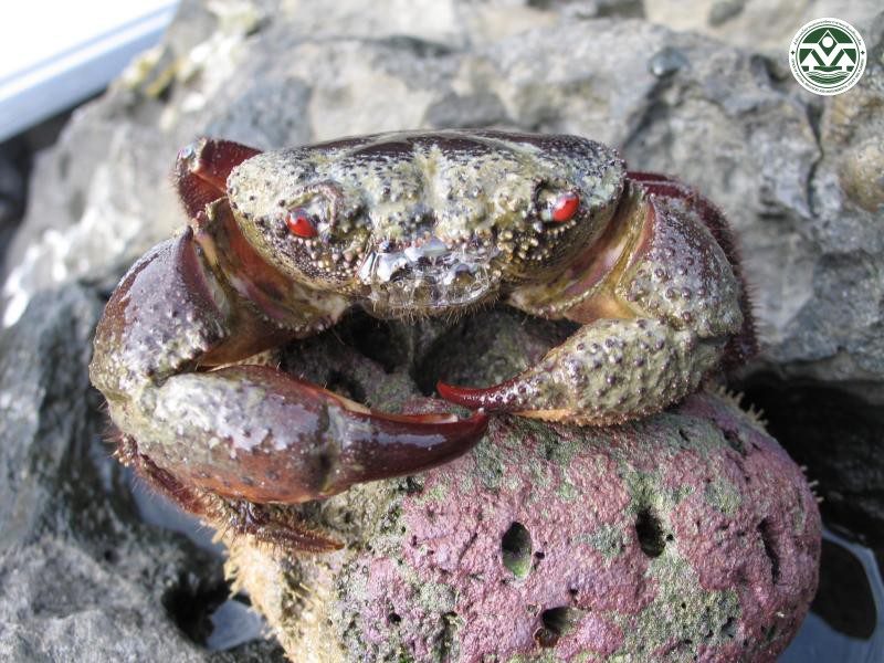 Eriphia smithii