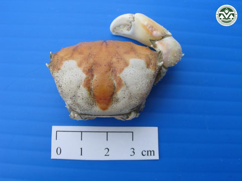 Galene bispinosa