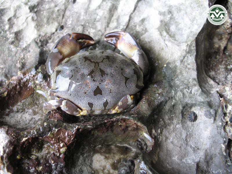Atergatis floridus