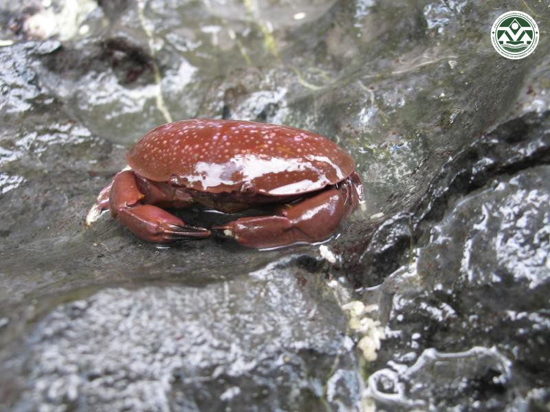 Atergatis integerrimus