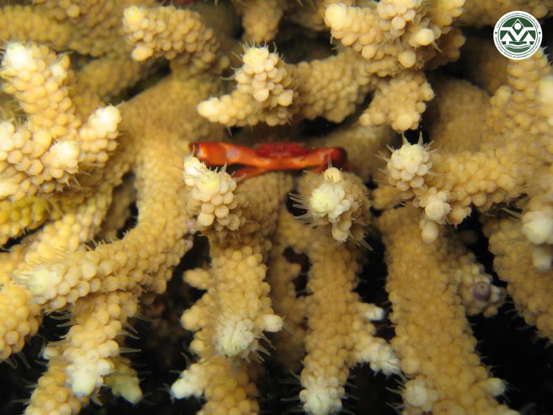 Trapezia cymodoce