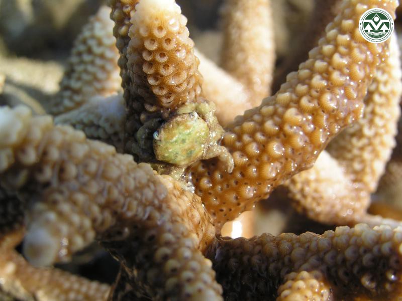 Cymo melanodactylus