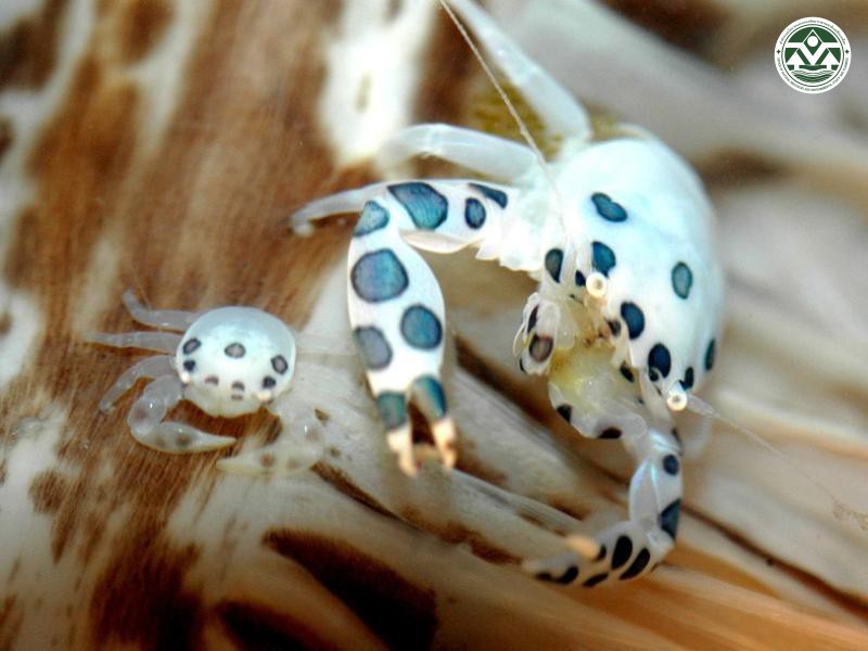 Porcellanella picta