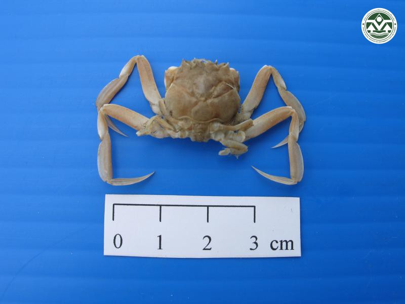 Dorippoides facchino