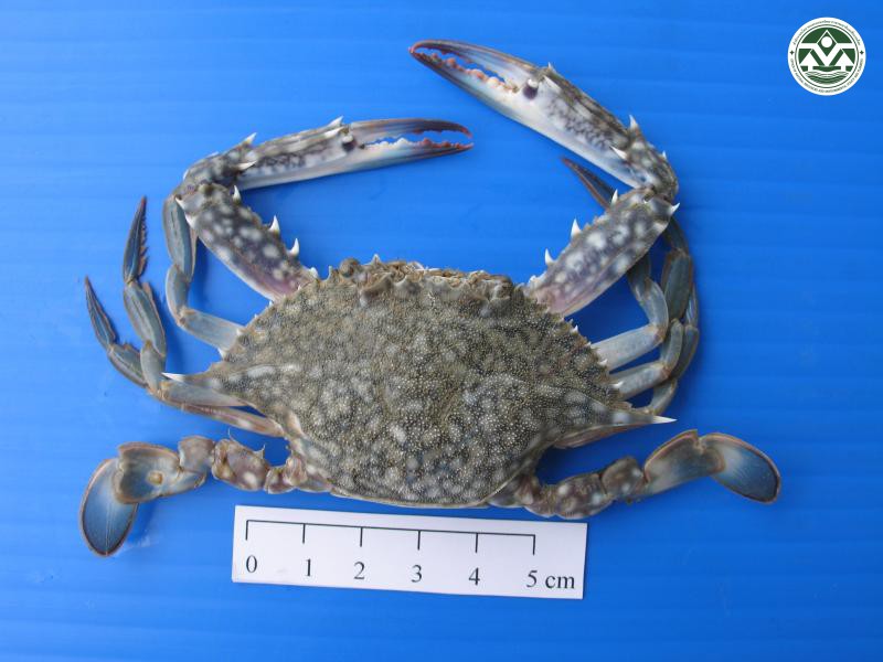 Portunus pelagicus