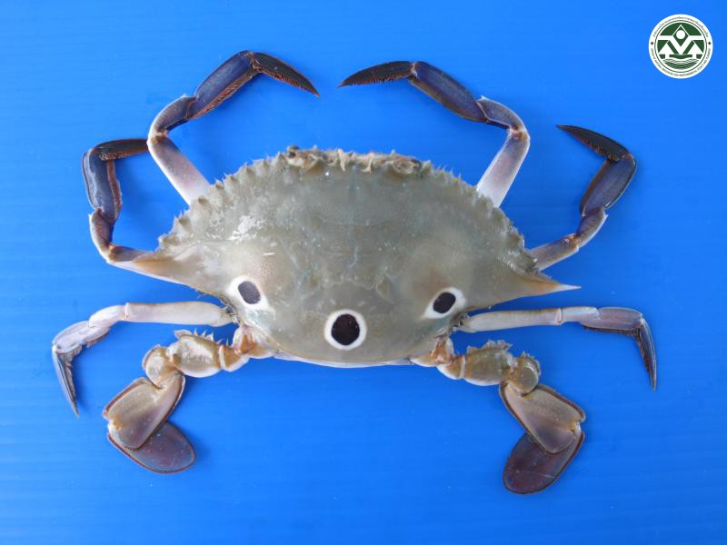 Portunus sanguinolentus