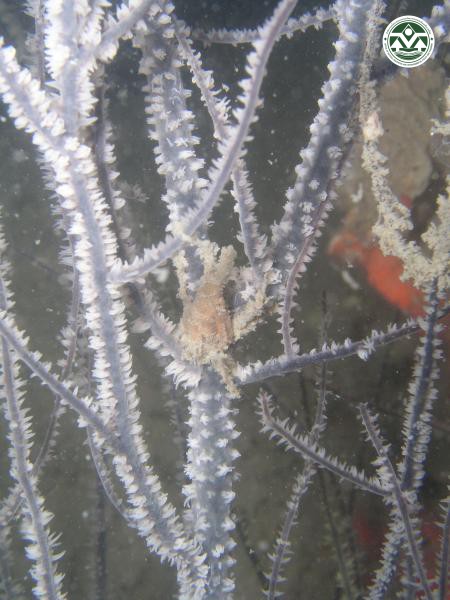 Hyastenus diacanthus