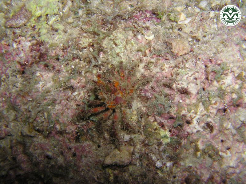 Schizophrys aspera