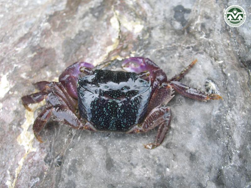 Metopograpsus frontalis