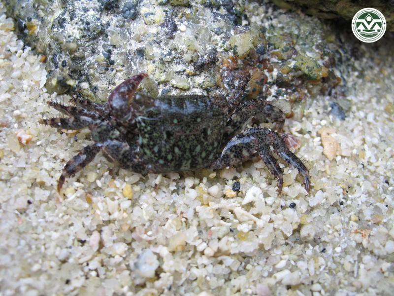 Metopograpsus quadridentatus