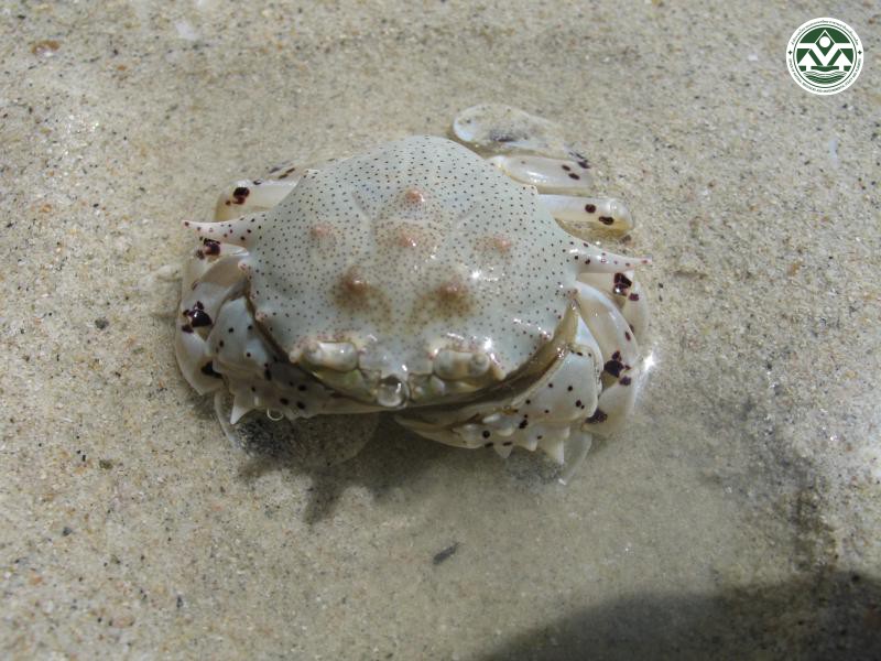 Ashtoret lunaris