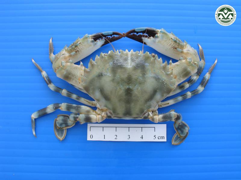 Charybdis annulata