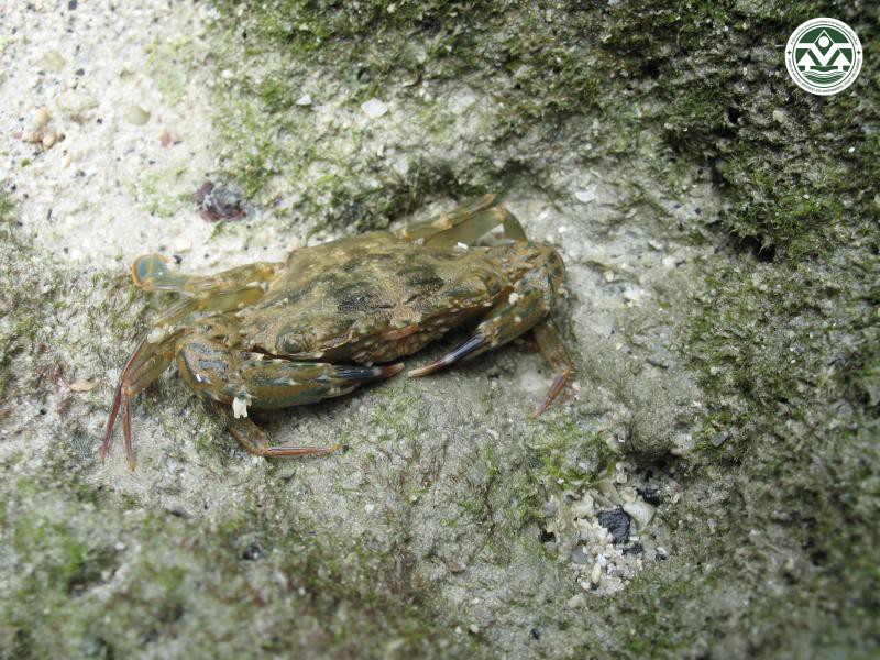 Thalamita danae