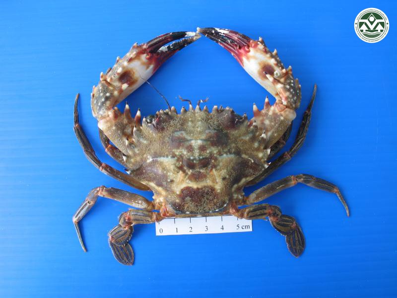 Charybdis acutifrons
