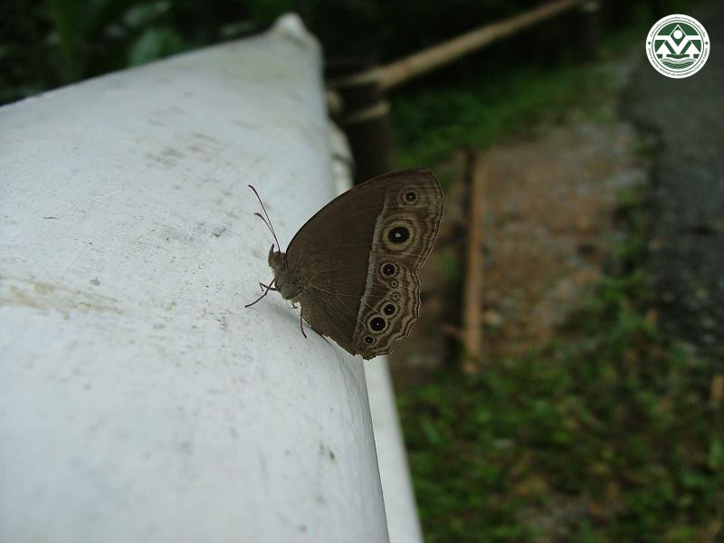 Mycalesis mineus