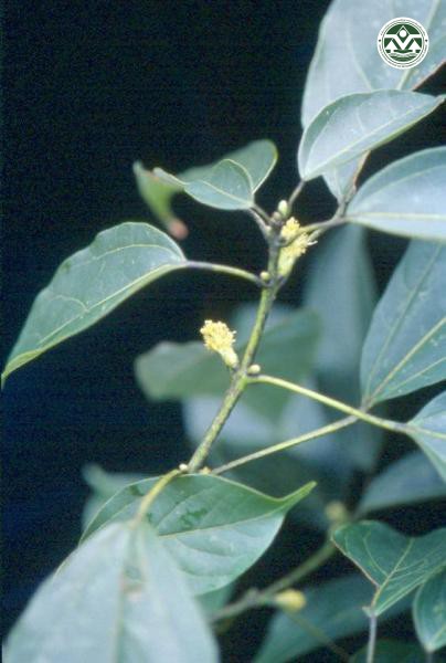 Acer laurinum