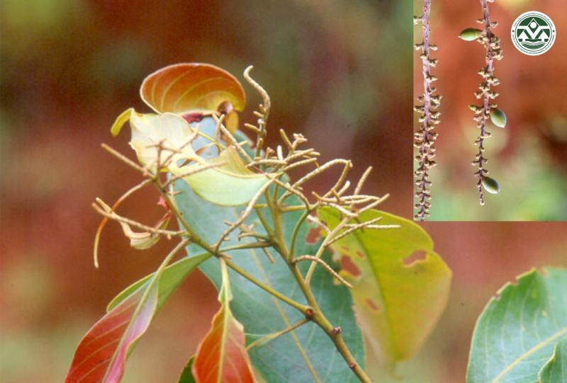 Lithocarpus polystachyus