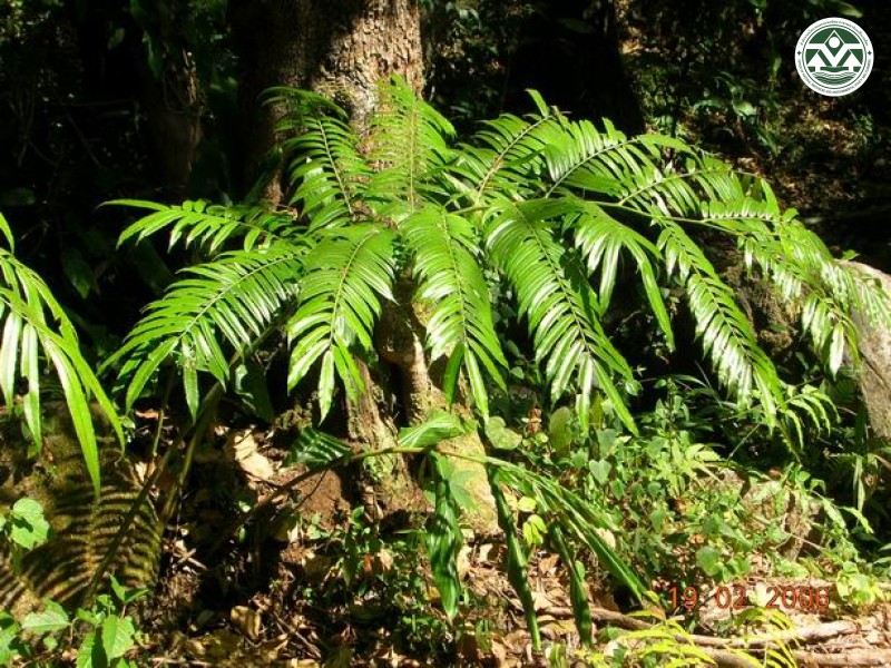 Angiopteris evecta
